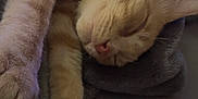 Murphy is registered to the contest to win money with this photo: cat, sleeping, orange_tabby, paw, blanket, cozy, pet, fur, resting, domestic_cat, indoor, cute, relaxed, feline, snuggled, soft, animal, collar, whiskers, nap