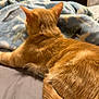 cat, orange_tabby, bed, blanket, indoor, feline, fur, tail, relaxed, resting, mammal, pet, animal, cozy, soft, domestic, sleeping_area, comfortable, furniture, home