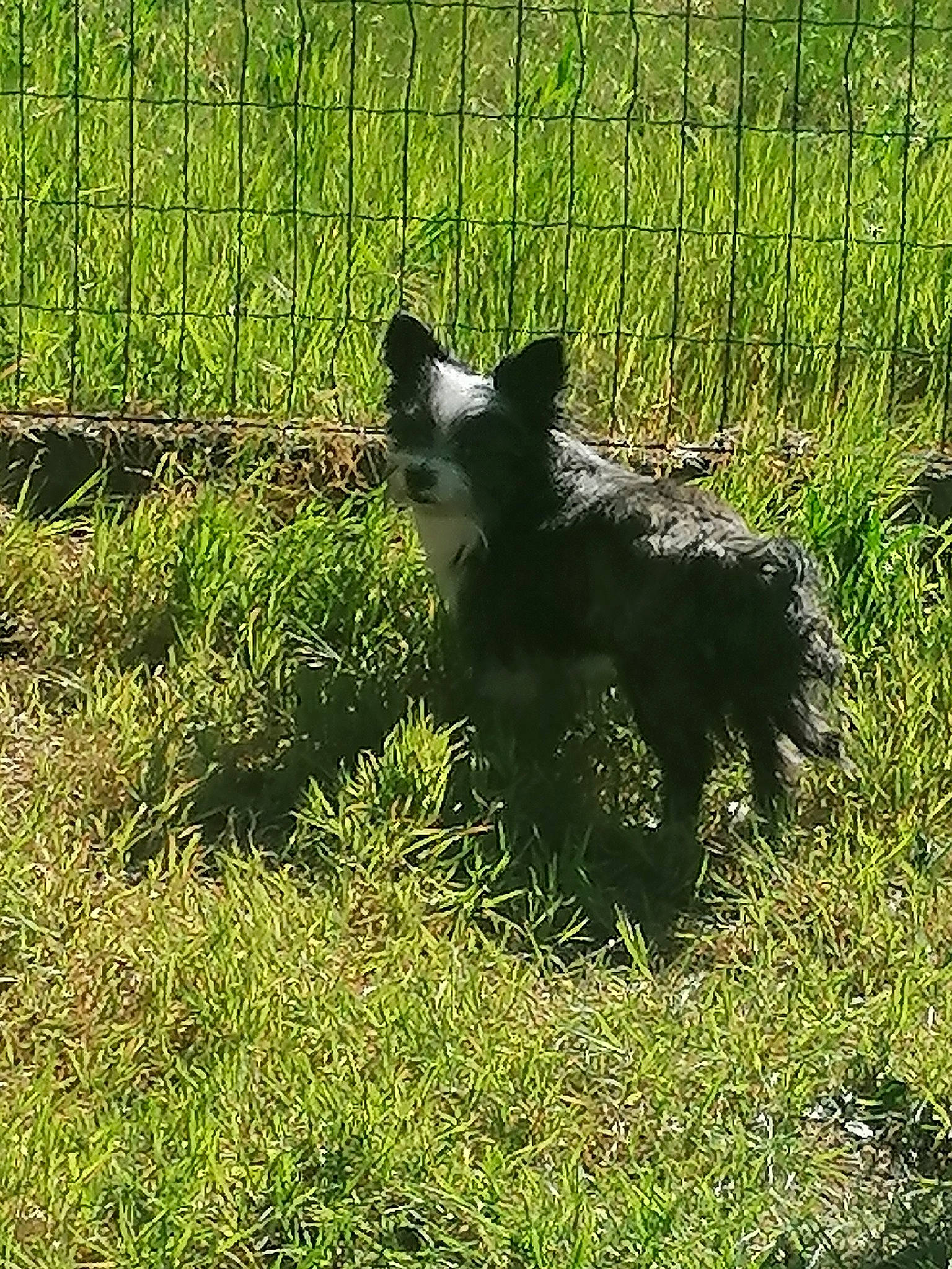 Bobby participe au concours pour gagner de l'argent avec cette photo : carnivore, companion_dog, dog, dog_breed, fence, field, grass, grass_family, grassland, groundcover, herding_dog, pasture, plant, prairie, sporting_group, tail, terrestrial_animal, water_dog, working_animal, working_dog