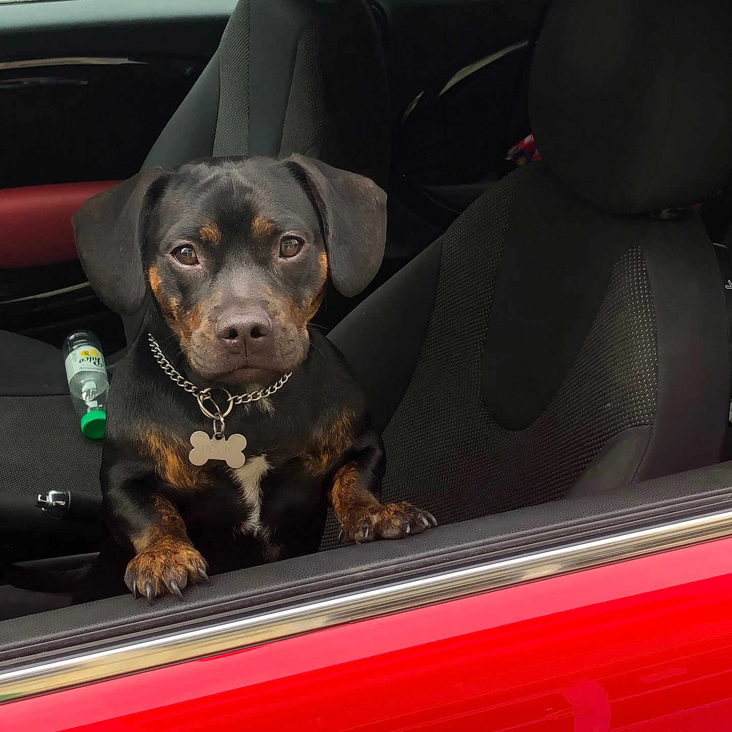 Rosie participe au concours pour gagner de l'argent avec cette photo : animal, black_and_brown, car, chain, closeup, collar, dog, domestic_animal, indoor, looking, metal, paws, pet, reflection, resting, seat, seat_cover, transportation, vehicle, window