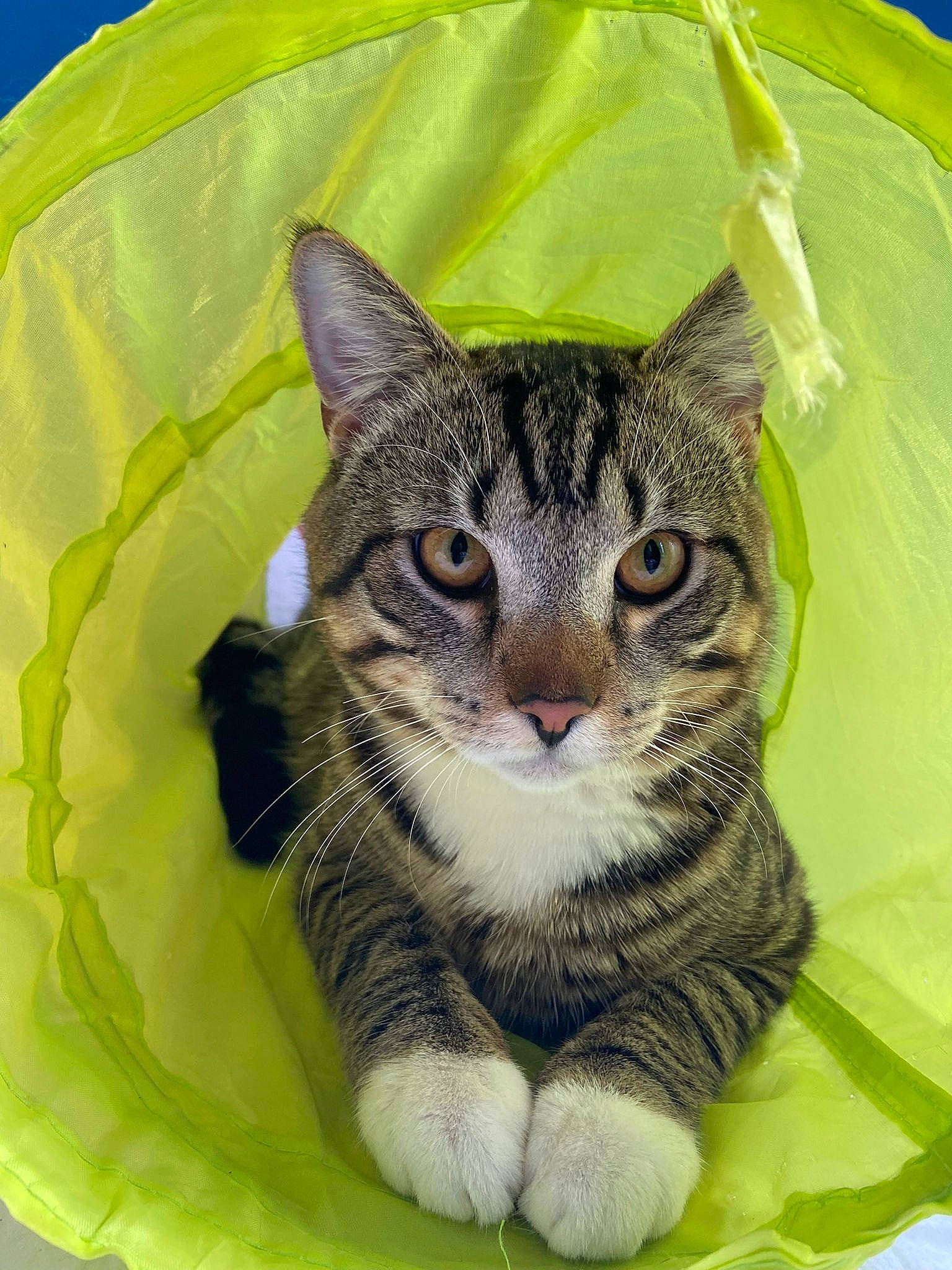 Tigroux participe au concours pour gagner de l'argent avec cette photo : carnivore, cat, domestic_short_haired_cat, eye, felidae, fur, grass, paw, photo_caption, sitting, small_to_medium_sized_cats, snout, terrestrial_animal, whiskers, wildlife