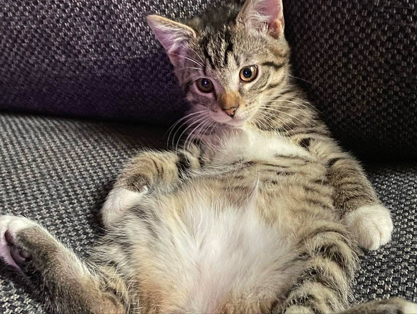 Tigroux a rejoint le concours — aidez-le/la à gagner de superbes lots ! carnivore, cat, claw, comfort, domestic_short_haired_cat, felidae, fur, paw, small_to_medium_sized_cats, snout, tail, terrestrial_animal, whiskers, wildlife