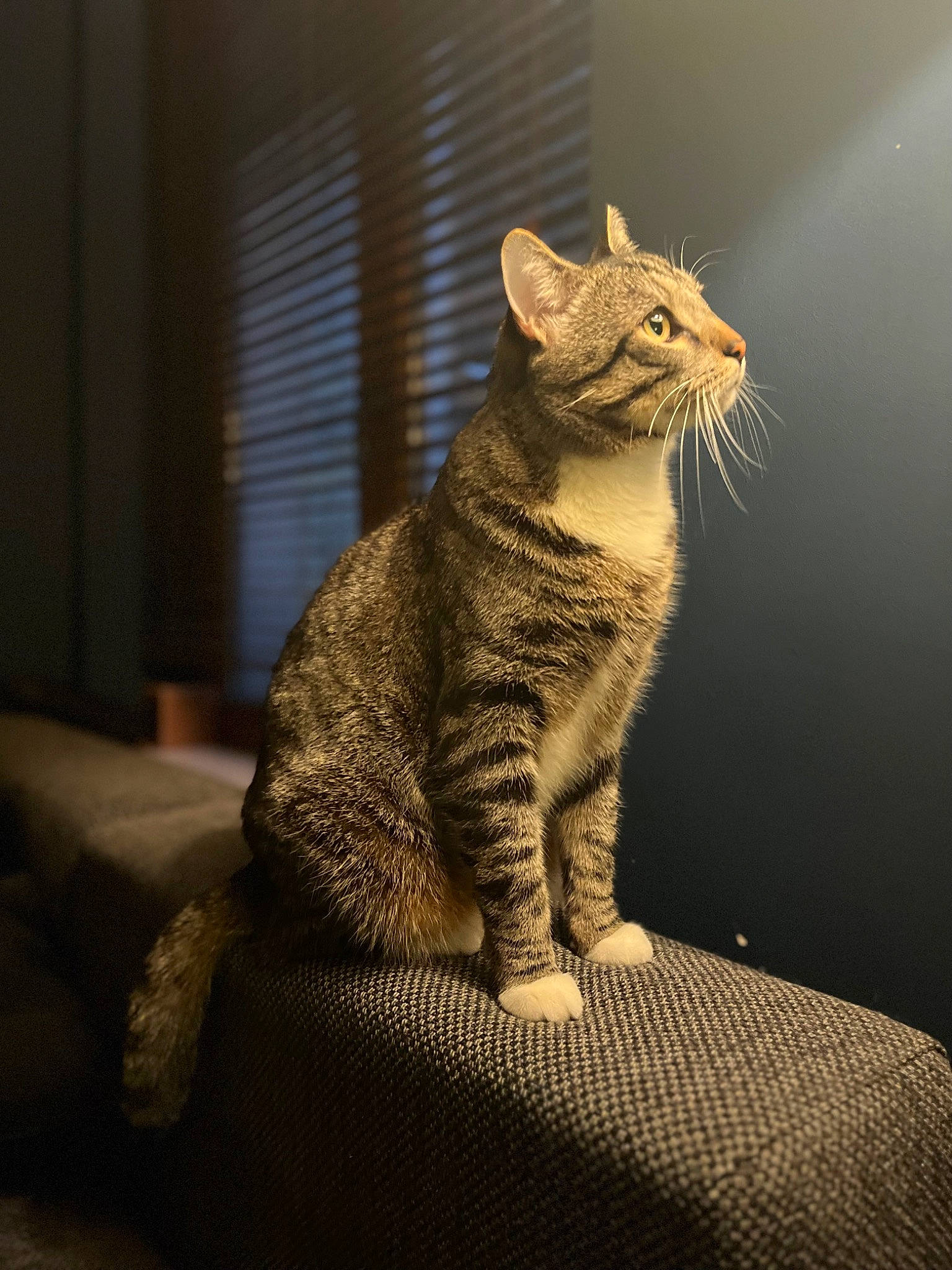 Tigroux a rejoint le concours — aidez-le/la à gagner de superbes lots ! carnivore, cat, claw, comfort, darkness, domestic_short_haired_cat, eye, felidae, fur, grey, paw, sitting, small_to_medium_sized_cats, snout, tail, terrestrial_animal, whiskers, wildlife, window