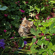 Jackie is registered to the contest to win money with this photo: cat, closeup, curious, daylight, feline, flowers, fluffy, garden, greenery, kitten, leaves, nature, outdoor, pets, pink_petals, small_animal, sunlight, whiskers, wildlife, young_animal