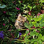 cat, closeup, curious, daylight, feline, flowers, fluffy, garden, greenery, kitten, leaves, nature, outdoor, pets, pink_petals, small_animal, sunlight, whiskers, wildlife, young_animal