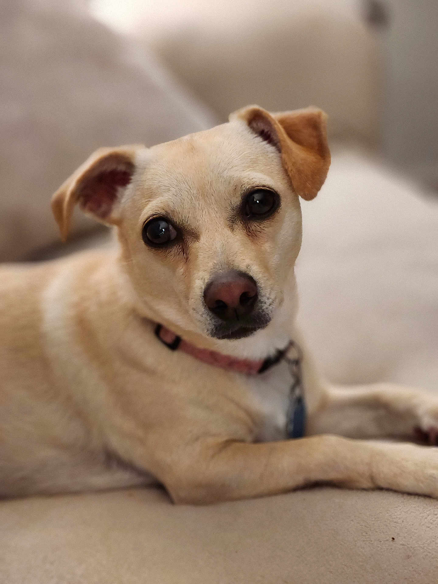 Molly joined the competition — help win amazing prizes! dog, tan_dog, pet, animal, canine, lying_down, close_up, indoor, soft_texture, collar, ears, face, eyes, nose, fur, cute, relaxed, comfortable, portrait, domestic