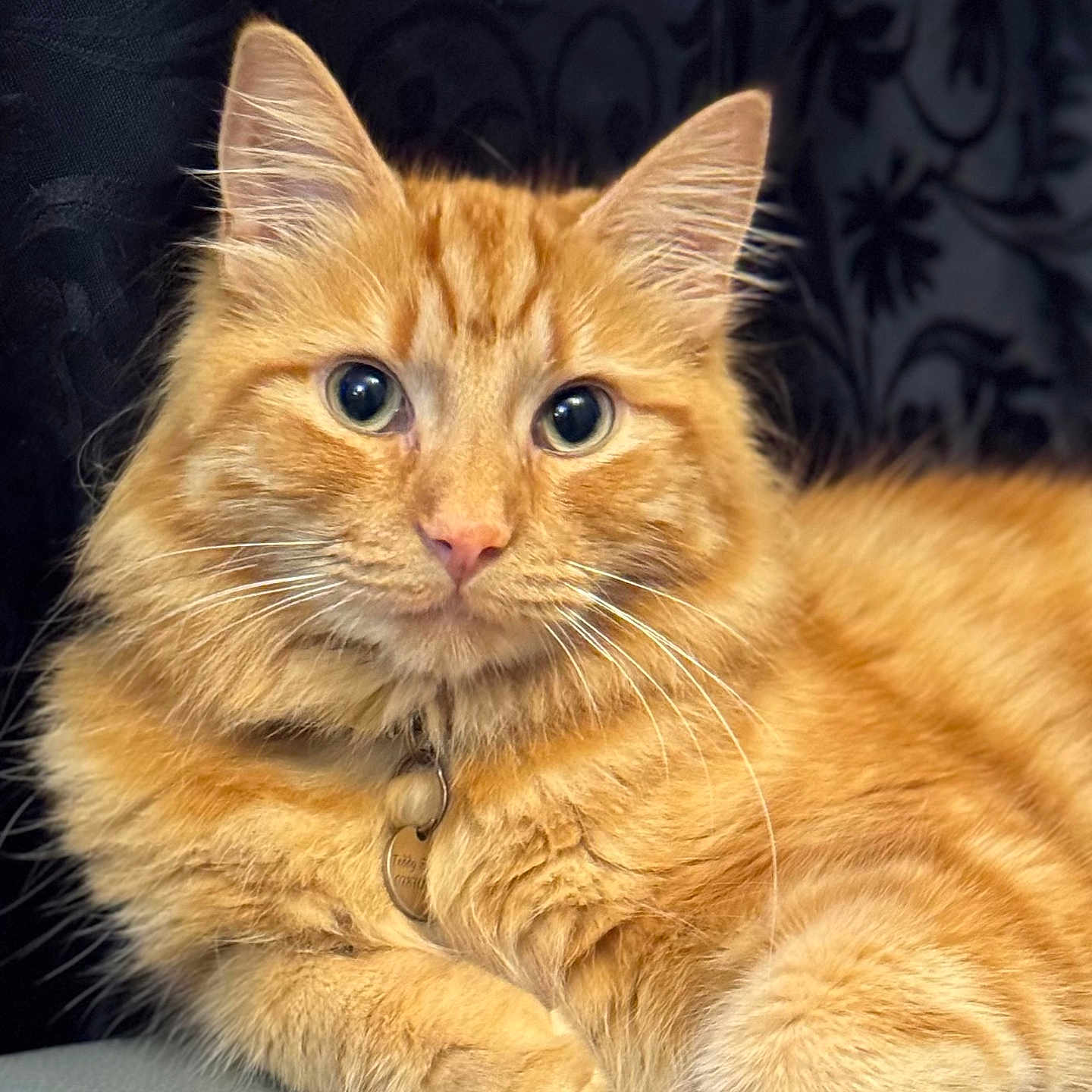 Teddy is registered to the contest to win money with this photo: animal, background, cat, close_up, collar, cute, domestic_animal, ears, feline, fluffy, fur, indoor, looking_at_camera, orange_tabby, paws, pet, portrait, relaxed, soft_texture, whiskers