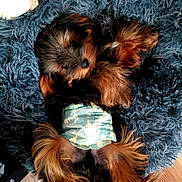 Mr. Riley joined the competition — help win amazing prizes! dog, yorkshire_terrier, small_dog, puppy, lying_down, on_back, fluffy, long_hair, brown_fur, black_fur, blue_bed, pet_bed, camouflage_outfit, indoor, wood_floor, cute, relaxed, portrait, closeup, sleepy