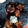 dog, yorkshire_terrier, small_dog, puppy, lying_down, on_back, fluffy, long_hair, brown_fur, black_fur, blue_bed, pet_bed, camouflage_outfit, indoor, wood_floor, cute, relaxed, portrait, closeup, sleepy