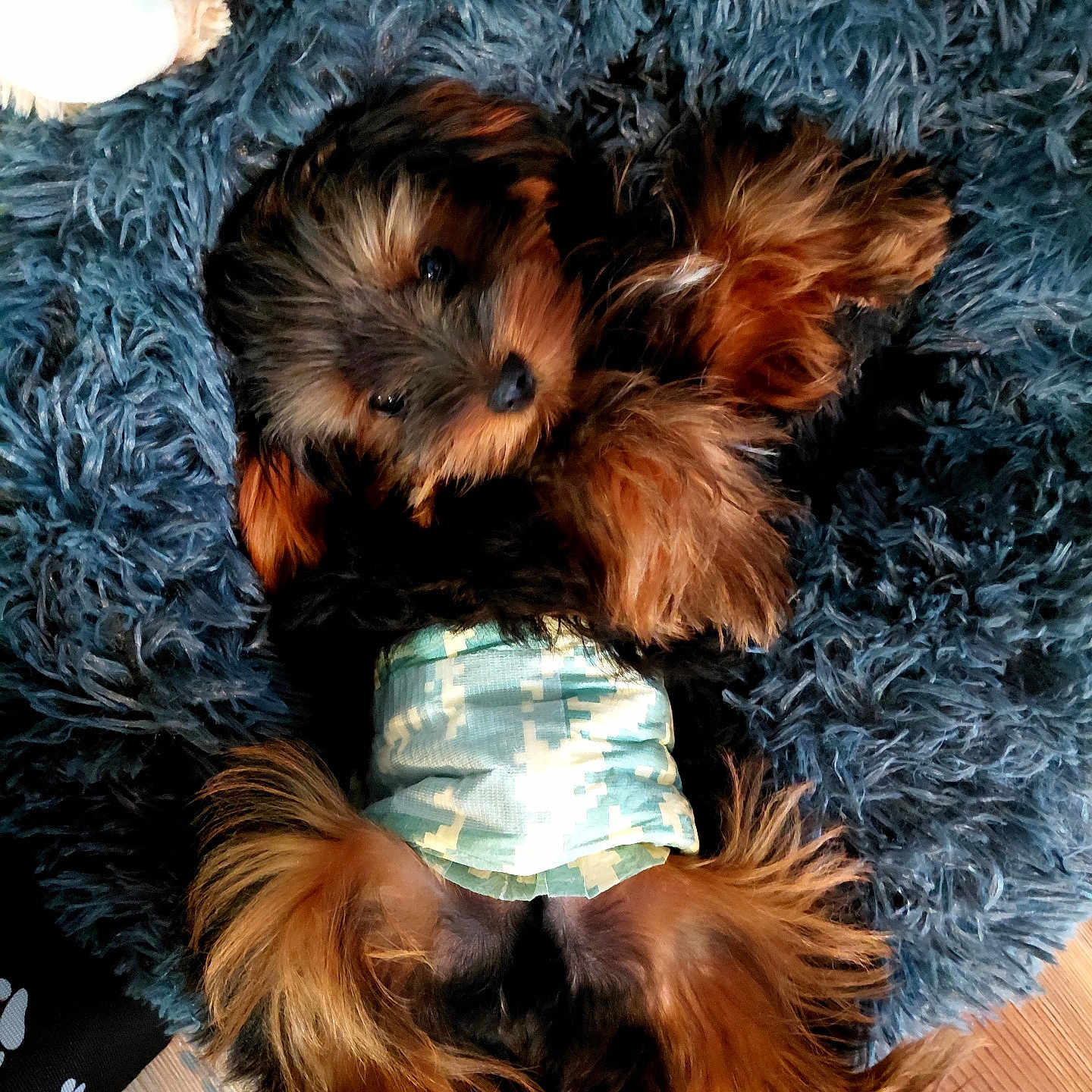 Mr. Riley joined the competition — help win amazing prizes! dog, yorkshire_terrier, small_dog, puppy, lying_down, on_back, fluffy, long_hair, brown_fur, black_fur, blue_bed, pet_bed, camouflage_outfit, indoor, wood_floor, cute, relaxed, portrait, closeup, sleepy