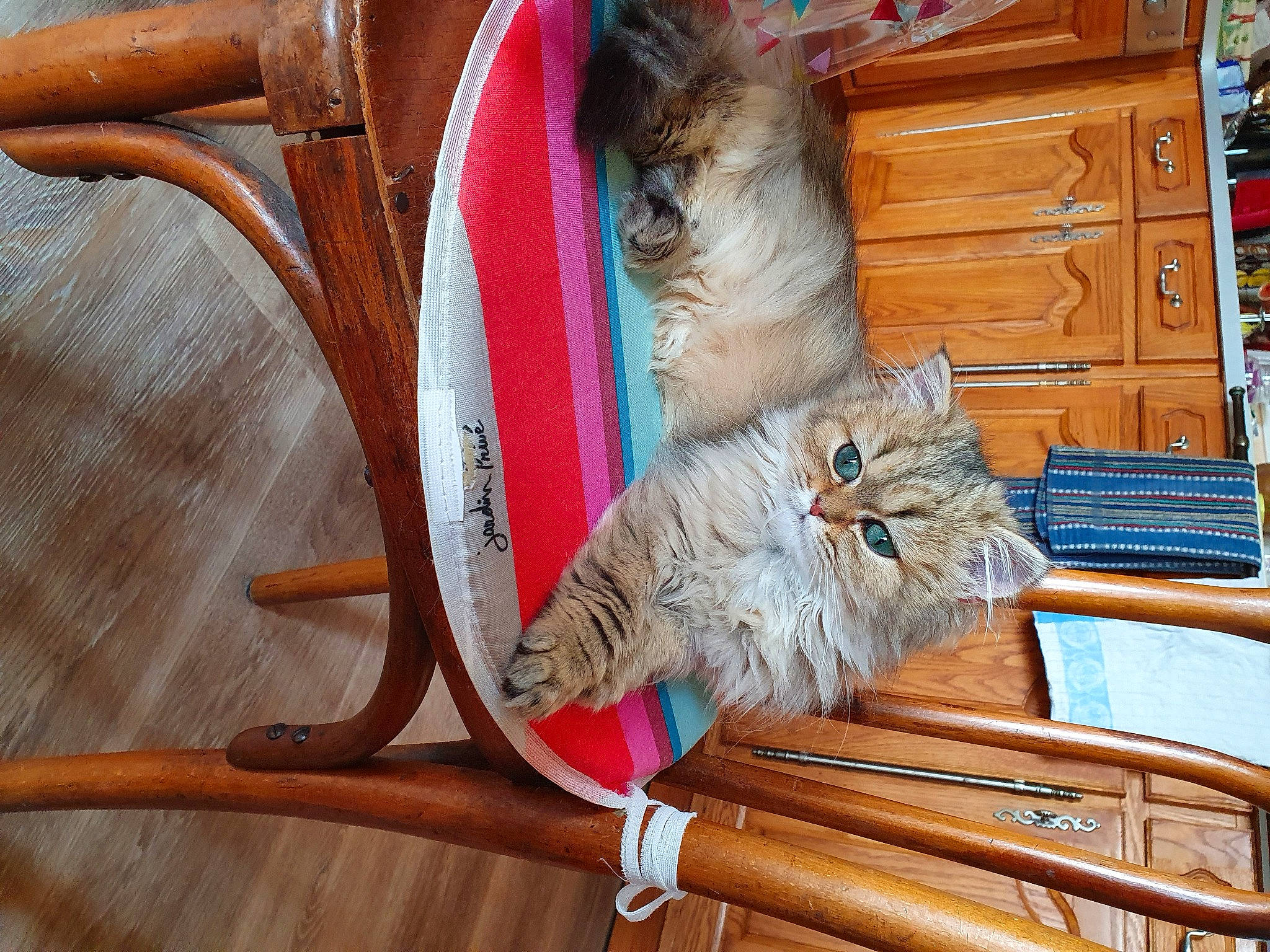 Ruby participe au concours pour gagner de l'argent avec cette photo : cabinetry, carnivore, cat, chair, companion_dog, drawer, fashion_accessory, fawn, felidae, flooring, fur, hardwood, outdoor_furniture, small_to_medium_sized_cats, tail, textile, whiskers, wood, wood_flooring, wood_stain