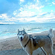 Maltan participe au concours pour gagner de l'argent avec cette photo : animal, beach, canine, clouds, daylight, dog, fur, happy, harness, leash, nature, ocean, outdoor, pet, sand, siberian_husky, sky, standing, water, waves