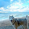 animal, beach, canine, clouds, daylight, dog, fur, happy, harness, leash, nature, ocean, outdoor, pet, sand, siberian_husky, sky, standing, water, waves