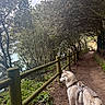 adventure, animal, canine, daylight, dog, forest_path, fur, greenery, husky, leash, nature, outdoor, park, pet, scenic, side_view, trail, trees, walking, wooden_fence