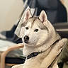 animal, canine, chair, collar, dog, domestic, ears, eyes, face, fur, furry, gray_fur, house, husky, indoor, looking, pet, portrait, seated, white_fur