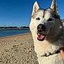 dog, husky, pet, beach, sand, water, sky, outdoors, close_up, portrait, tongue_out, smile, fur, ears, snout, collar, happy, sunlight, shore, human_hand