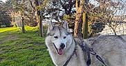 Maltan participe au concours pour gagner de l'argent avec cette photo : bench, canine, chain, dog, fur, grass, harness, husky, leash, nature, outdoor, park, paws, pet, portrait, post, sky, tongue_out, tree, trunk