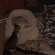 Julie participe au concours pour gagner de l'argent avec cette photo : cat, baby, chair, blanket, cushion, furniture, indoor, sleeping, patterned, curious, domestic, pet, resting, cozy, soft, home, quiet, relaxed, animal, infant