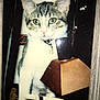 Julie a rejoint le concours — aidez-le/la à gagner de superbes lots ! cat, kitten, tabby, lamp, indoor, curious, green_eyes, pink_nose, vintage, wooden_frame, scratches, reflection, pet, domestic_animal, young_cat, collar, close_up, furniture, table, nostalgic