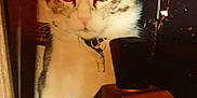 Julie participe au concours pour gagner de l'argent avec cette photo : cat, pet, animal, curious, closeup, indoor, lamp, brown, vintage, nostalgic, collar, wide_eyes, feline, portrait, fur, whiskers, ears, face, table, furniture