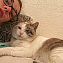 Princesse participe au concours pour gagner de l'argent avec cette photo : person, cat, glasses, face, pet, indoor, wall, texture, pillow, blanket, resting, feline, cute, companion, relaxation, portrait, animal, soft, home, casual