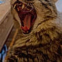 cat, tabby, yawning, teeth, tongue, close_up, whiskers, fur, animal, pet, indoor, domestic, mammal, mouth_open, feline, sleepy, cute, expression, face, portrait