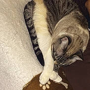Océane a rejoint le concours — aidez-le/la à gagner de superbes lots ! cat, tabby_cat, sleeping, paws, blanket, pattern, indoor, cozy, fur, pet, resting, animal, cute, relaxed, whiskers, tail, soft, comfort, home, nap