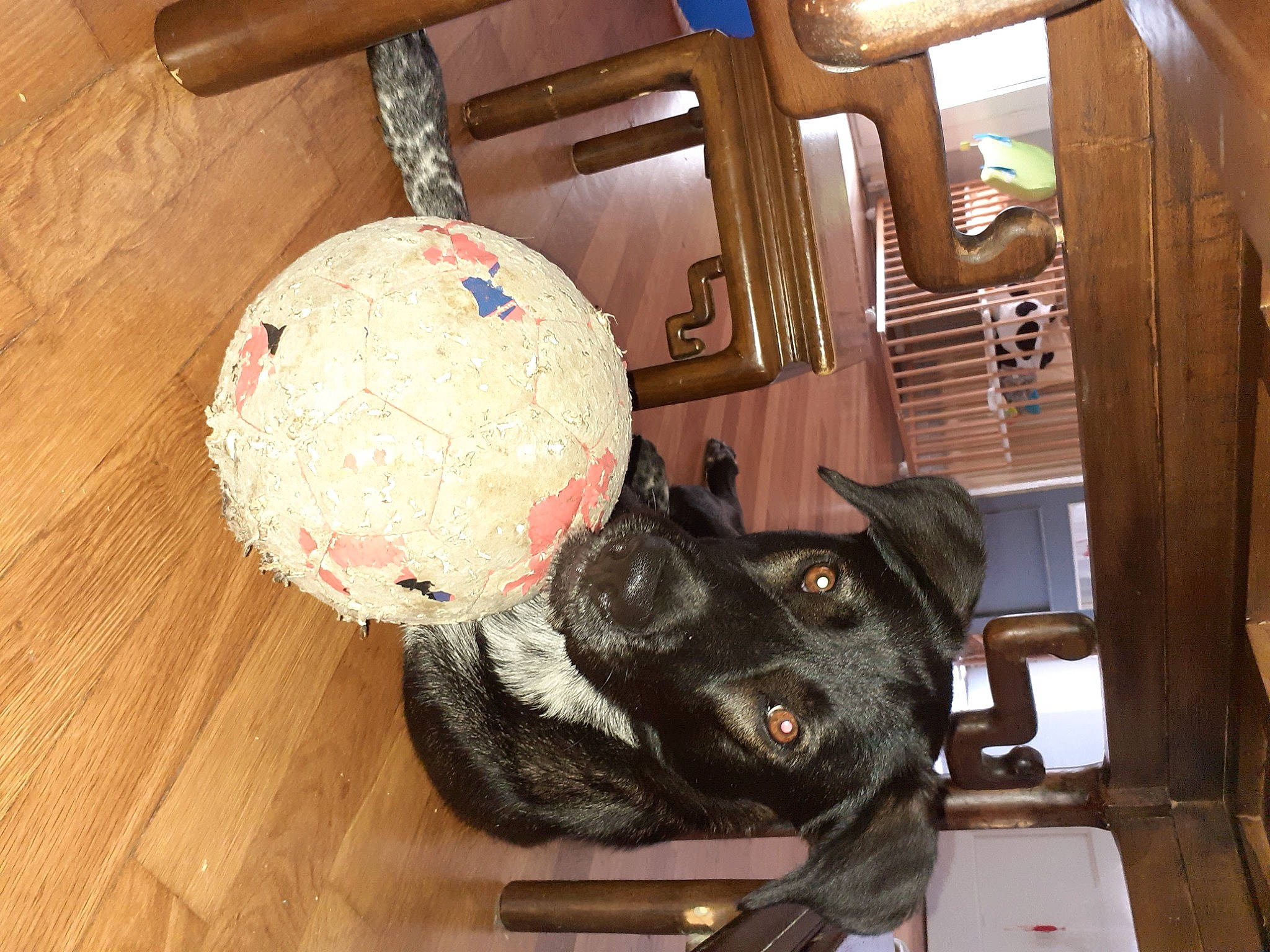 Aria participe au concours pour gagner de l'argent avec cette photo : ball, canidae, carnivore, comfort, companion_dog, dog, dog_breed, fawn, flooring, fur, guard_dog, hardwood, hat, room, sphere, toy, varnish, wood, wood_stain, working_animal
