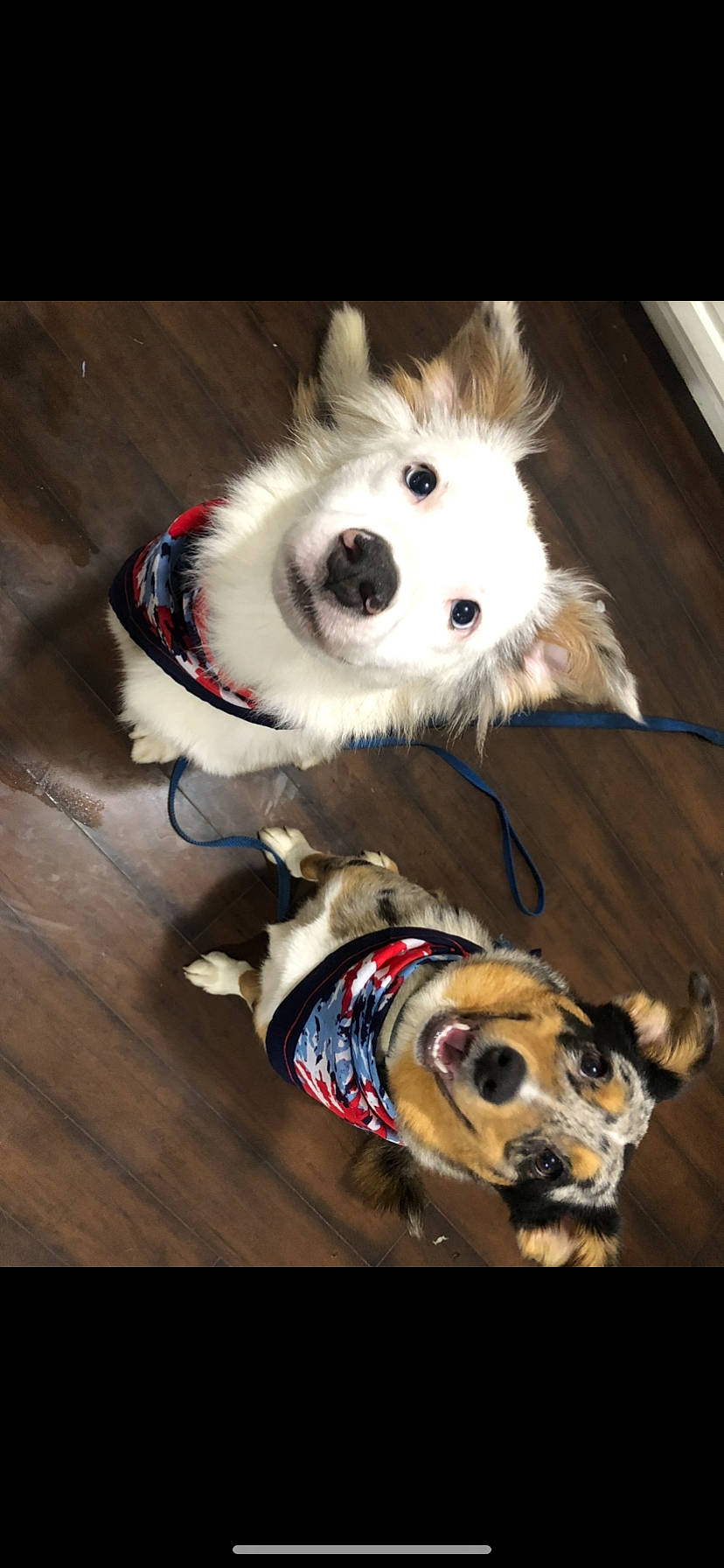 Blu And Cricket joined the competition — help win amazing prizes! canidae, carnivore, collar, companion_dog, dog, dog_breed, dog_collar, dog_supply, fashion_accessory, fawn, fur, german_spitz, leash, pet_supply, snout, sporting_group, volpino_italiano, white, wood, working_animal