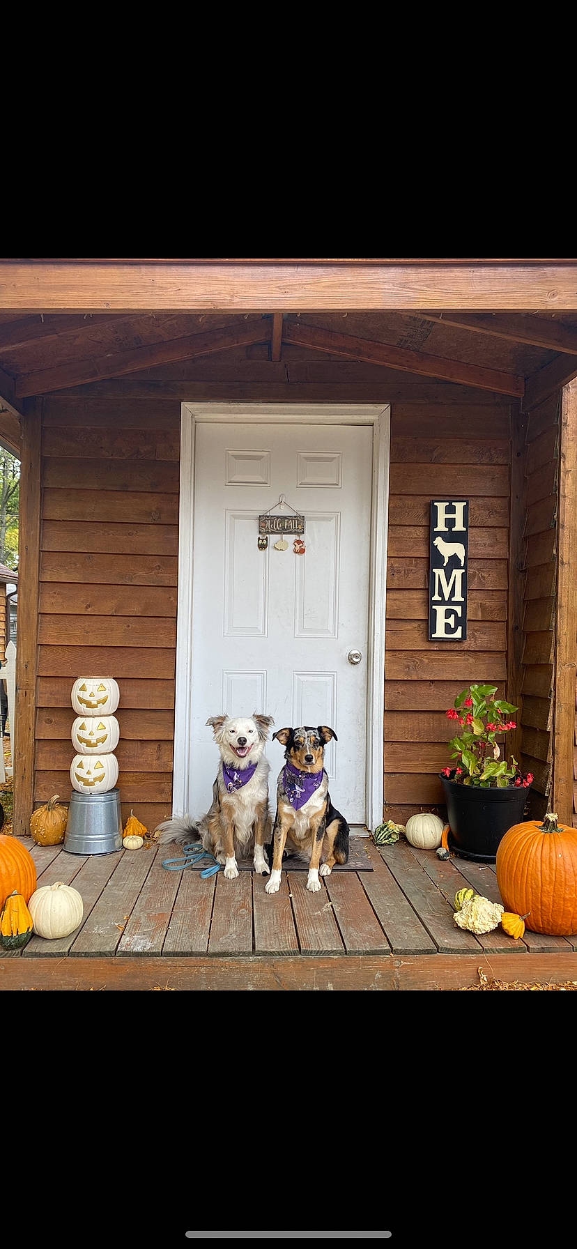Blu And Cricket is registered to the contest to win money with this photo: building, carnivore, companion_dog, cottage, dog, dog_breed, door, fawn, hardwood, home_door, house, orange, outdoor_structure, plant, porch, siding, tints_and_shades, tree, window, wood