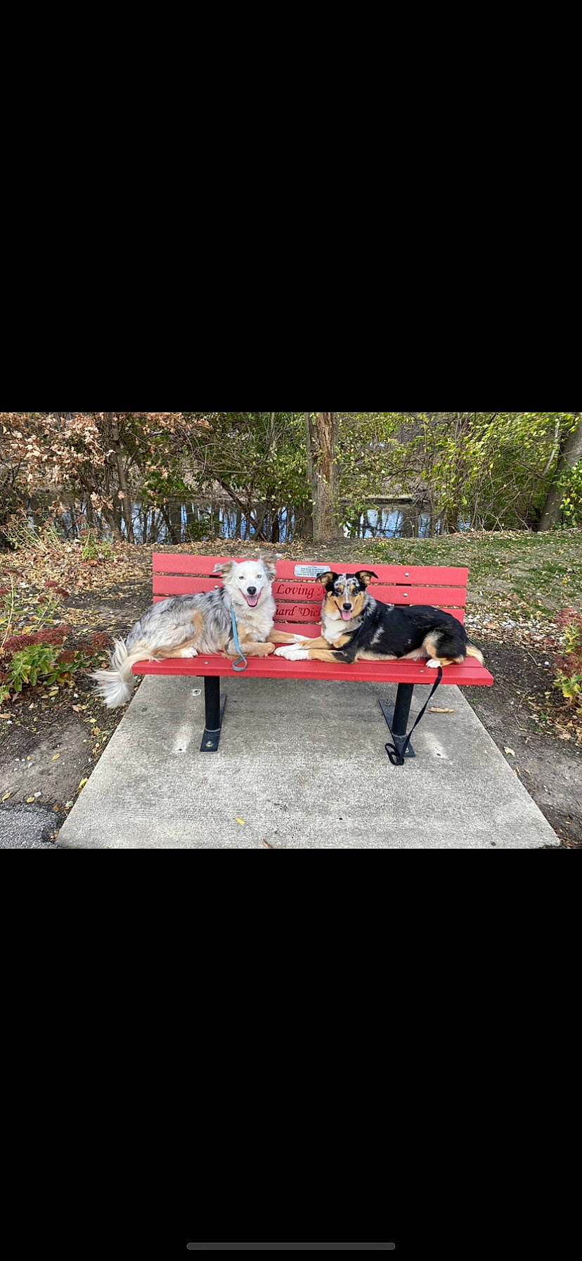 Blu And Cricket is registered to the contest to win money with this photo: asphalt, bench, couch, fashion_accessory, font, garden, grass, landscape, leisure, magenta, outdoor_furniture, plant, recreation, rectangle, road, road_surface, soil, table, tints_and_shades, tree