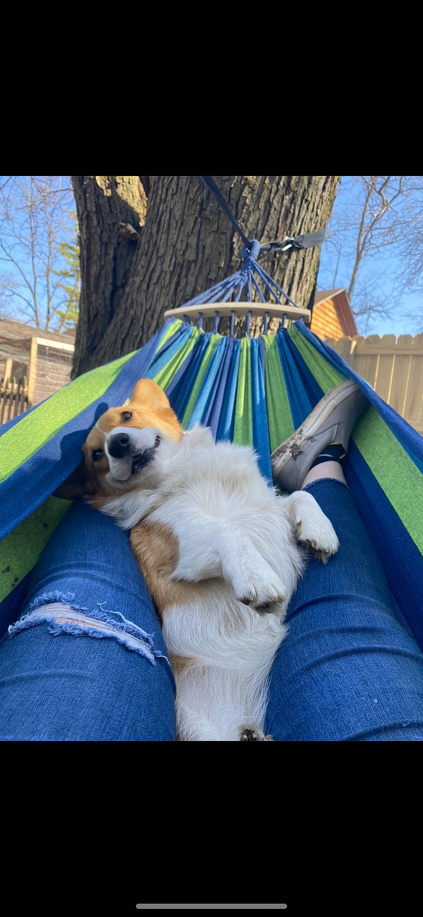 Twiggy joined the competition — help win amazing prizes! blue, carnivore, companion_dog, dog, dog_breed, fawn, felidae, fun, grass, leisure, outdoor_furniture, recreation, shade, sky, small_to_medium_sized_cats, spitz, sunglasses, tints_and_shades, tree, wood