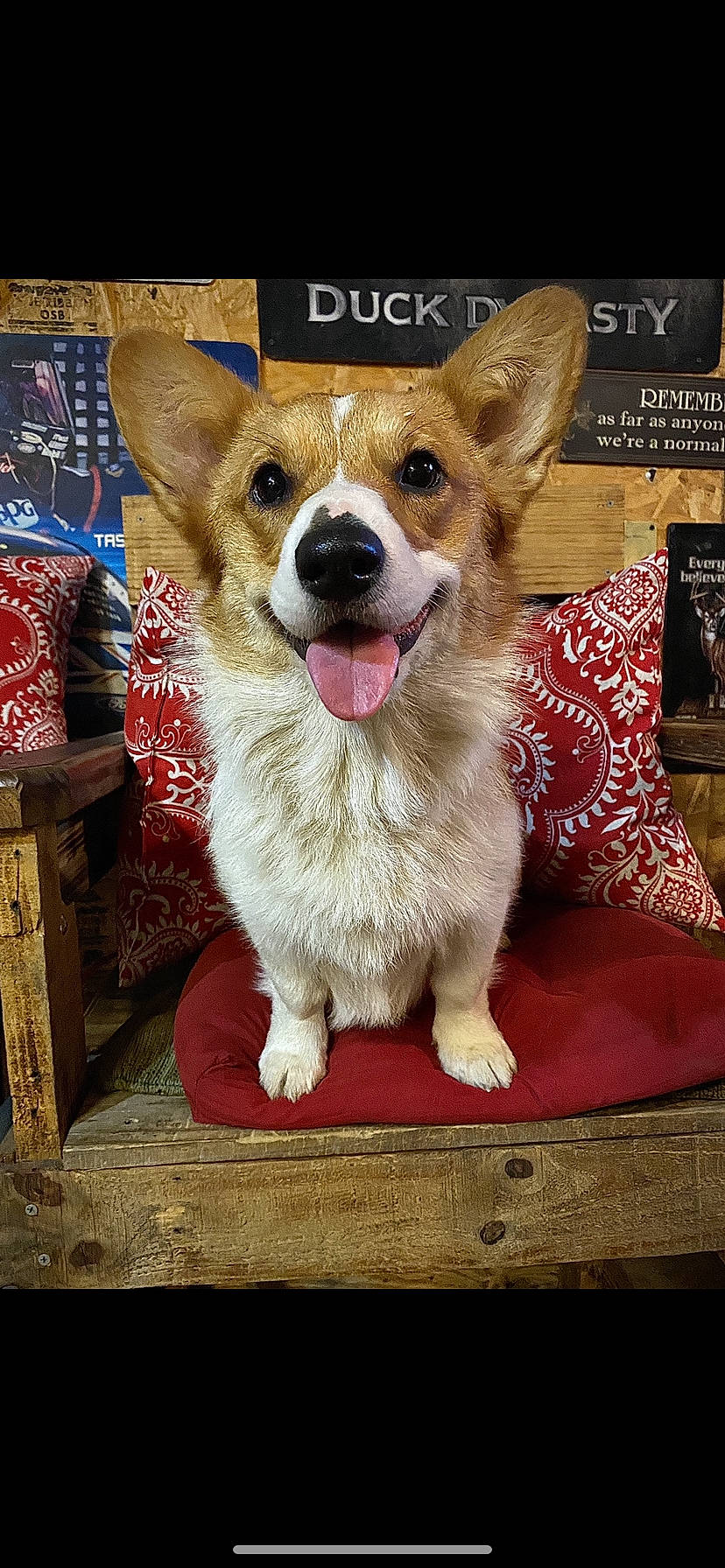 Twiggy joined the competition — help win amazing prizes! canidae, carnivore, collar, companion_dog, dog, dog_breed, dog_supply, fawn, fur, paw, pet_supply, photo_caption, picture_frame, publication, rectangle, snout, sporting_group, toy_dog, whiskers, wood