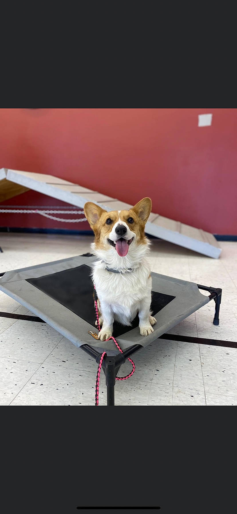 Twiggy is registered to the contest to win money with this photo: canidae, carnivore, chair, collar, companion_dog, dog, dog_breed, dog_collar, dog_supply, eyewear, fashion_accessory, fawn, leash, pet_supply, rectangle, snout, sporting_group, tail, toy_dog, whiskers