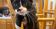 Boots is registered to the contest to win money with this photo: cat, tuxedo_cat, black_and_white, feline, whiskers, green_eyes, pink_nose, sitting, chair, dining_room, kitchen, wooden_furniture, indoors, portrait, close_up, pet, long_whiskers, alert, looking_at_camera, domestic_animal