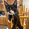 cat, tuxedo_cat, black_and_white, feline, whiskers, green_eyes, pink_nose, sitting, chair, dining_room, kitchen, wooden_furniture, indoors, portrait, close_up, pet, long_whiskers, alert, looking_at_camera, domestic_animal