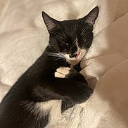 Boots is registered to the contest to win money with this photo: animal, black_and_white, blanket, cat, closeup, cozy, cute, domestic_cat, ears, feline, fur, indoor, paw, pet, relaxed, resting, sleepy, soft, tuxedo_cat, whiskers