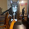 Boots joined the competition — help win amazing prizes! cat, kitten, tuxedo_cat, black_and_white, pet, animal, blue_eyes, whiskers, pink_nose, collar, sitting, balancing, wooden_chair, dining_room, indoor, home, person, phone, red_decorations, floor