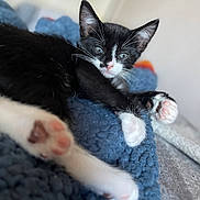 Boots is registered to the contest to win money with this photo: cat, kitten, tuxedo_cat, black_and_white, pet, animal, feline, blue_eyes, pink_nose, whiskers, paws, paw_pads, toe_beans, sleepy, lying_down, cozy, blanket, indoor, close_up, portrait
