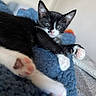 cat, kitten, tuxedo_cat, black_and_white, pet, animal, feline, blue_eyes, pink_nose, whiskers, paws, paw_pads, toe_beans, sleepy, lying_down, cozy, blanket, indoor, close_up, portrait