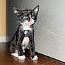Boots joined the competition — help win amazing prizes! cat, kitten, tuxedo_cat, black_and_white, blue_eyes, pink_nose, bell, collar, whiskers, ears, paws, sitting, indoors, wooden_floor, wall, portrait, pet, feline, cute, flash_photography