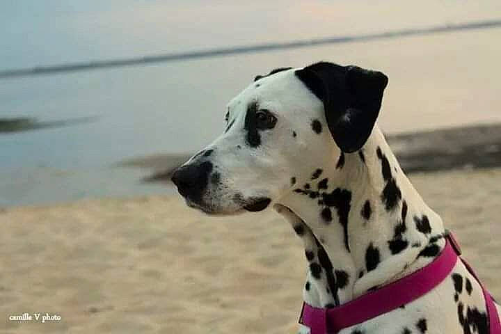 Cracotte a rejoint le concours — aidez-le/la à gagner de superbes lots ! beach, canidae, carnivore, collar, companion_dog, dalmatian, dog, dog_breed, dog_collar, hunting_dog, non_sporting_group, snout, sporting_group, terrestrial_animal, water, working_animal, working_dog