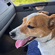 Oana participe au concours pour gagner de l'argent avec cette photo : dog, tongue_out, vehicle_interior, window, field, sunny, blue_mat, happy, pet, side_view, car_seat, dog_collar, close_up, brown_and_white, canine, domestic_animal, road_trip, daytime, animal_portrait, companion
