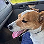 dog, tongue_out, vehicle_interior, window, field, sunny, blue_mat, happy, pet, side_view, car_seat, dog_collar, close_up, brown_and_white, canine, domestic_animal, road_trip, daytime, animal_portrait, companion