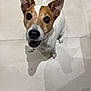 Oana participe au concours pour gagner de l'argent avec cette photo : dog, jack_russell_terrier, pet, animal, brown_and_white, ears, floor, looking_up, shadow, indoor, canine, cute, fur, whiskers, nose, eyes, collar, small_dog, domestic, companion