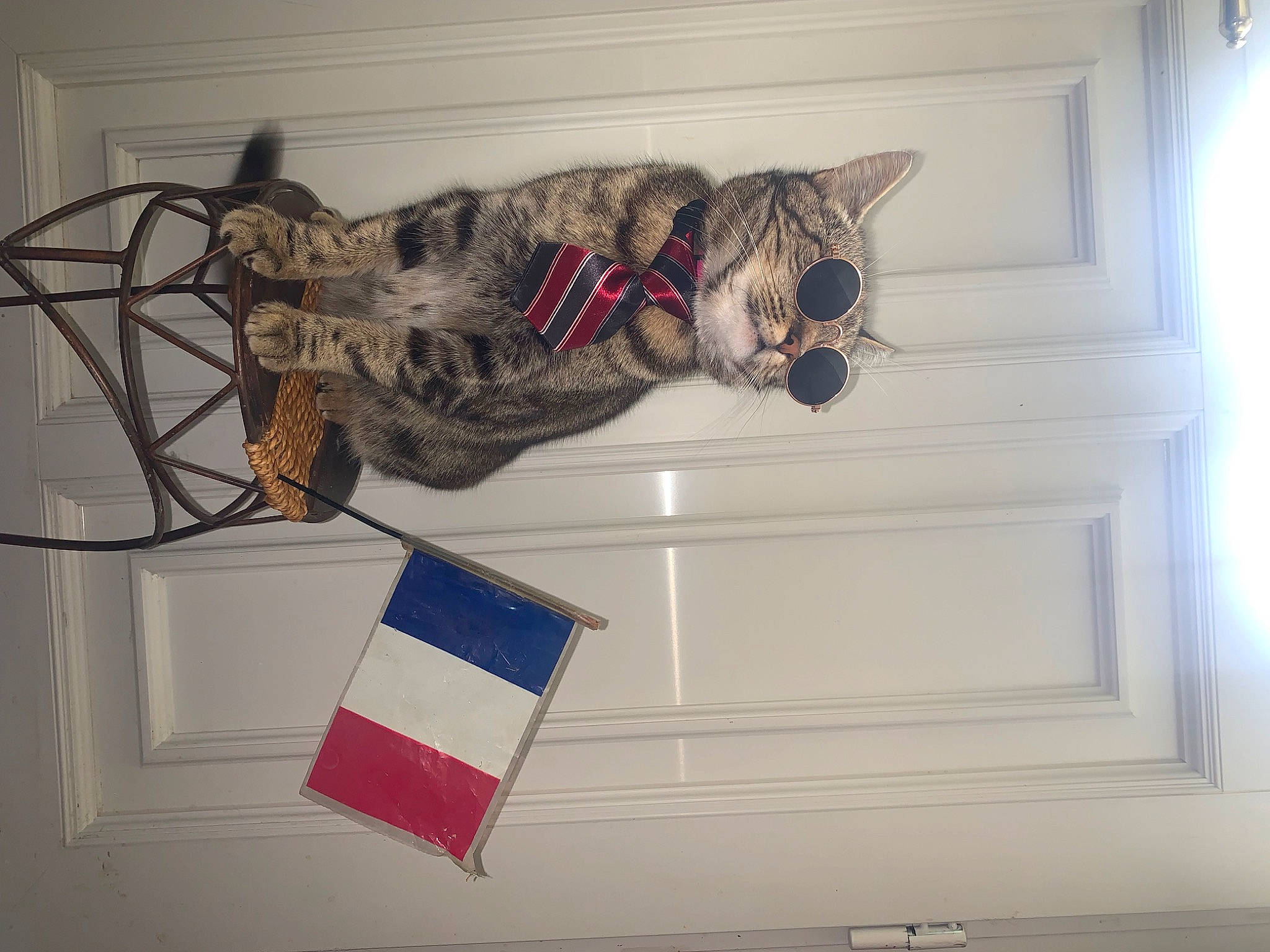 Moumounette a rejoint le concours — aidez-le/la à gagner de superbes lots ! carmine, carnivore, cat, curtain, domestic_short_haired_cat, electrical_wiring, felidae, flag, flag_of_the_united_states, fur, room, small_to_medium_sized_cats, tail, vehicle, whiskers, window, wood