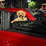 dog, car, red_car, convertible, night, streetlights, happy, tongue_out, pet, vehicle, window, fur, animal, outdoor, transportation, parked_car, smiling, head, seat, metal