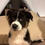Yuky a rejoint le concours — aidez-le/la à gagner de superbes lots ! animal, attic, bed, black_and_white, canine, cozy, curious, cute, dog, ears, eyes, fluffy, fur, home, indoor, nose, pet, puppy, sitting, young