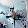 Baymax is registered to the contest to win money with this photo: alert, animal, bathroom, blue_wall, cat, curious, ears, feline, fur, household_items, indoor, laundry_detergent, perched, pet, plastic_bag, shelf, tail, tissue_box, wall_mount, wide_eyes