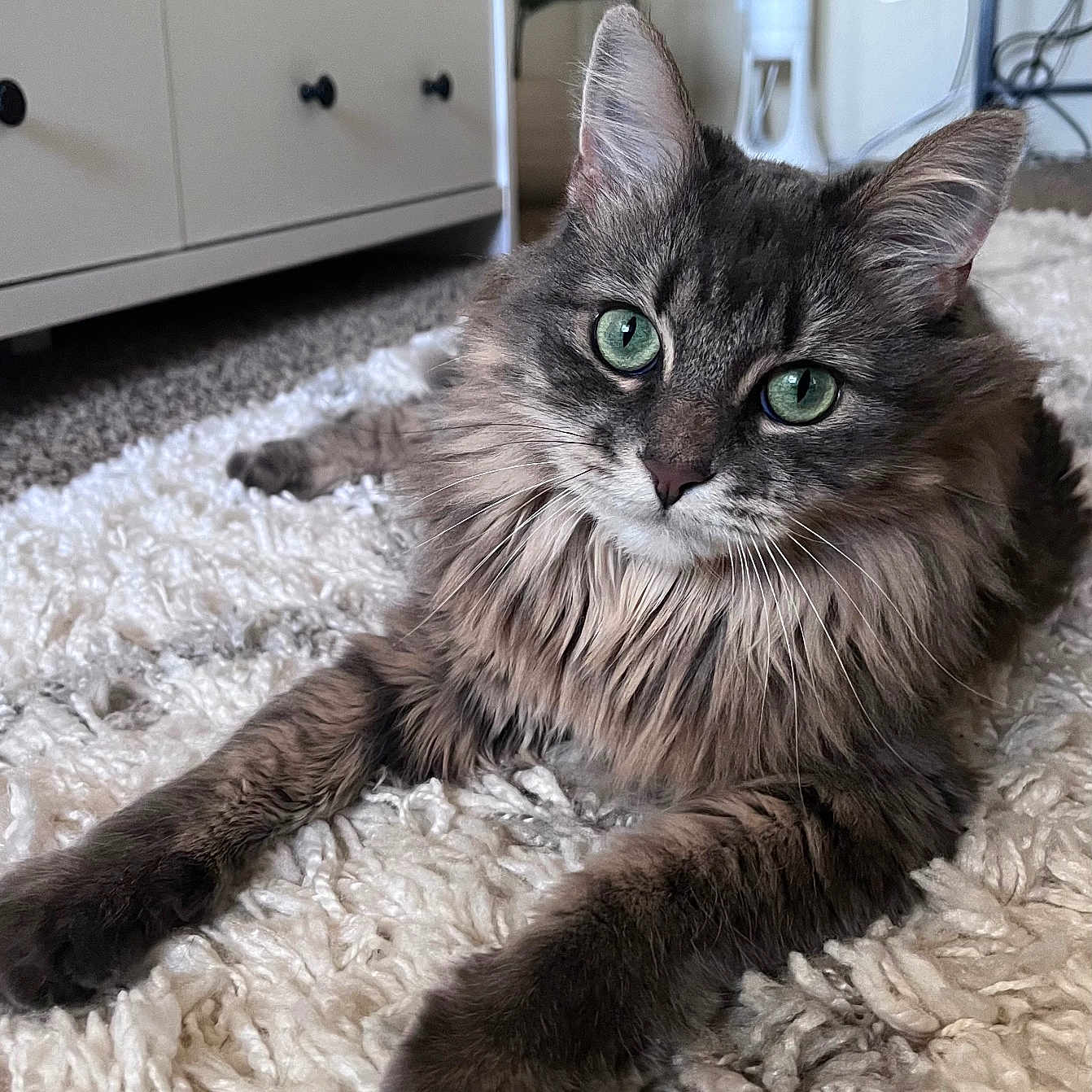 Izzy is registered to the contest to win money with this photo: animal, architecture, cabinet, cat, couch, drawer, electricaldevice, furniture, hardwood, homedecor, indoors, interiordesign, kitten, manx, pet, plush, sideboard, switch, toy, wood